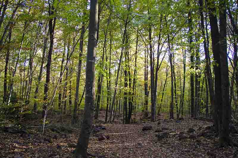 25 - Girona - parque natural de la zona volcanica de la Garrotxa - reserva natural de la fageda d'Jorda